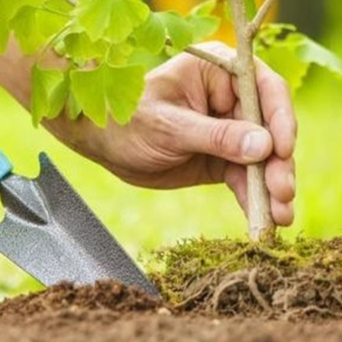 تزويد و زراعة الأشجار و النباتات